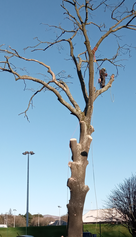 Tree surgery and tree removal service Isle of Man